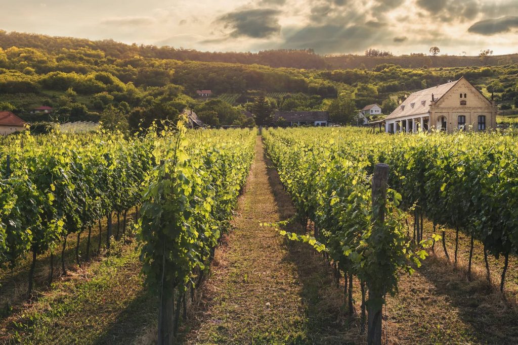 investir dans la vigne