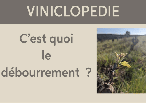 viniclopedie-debourrement