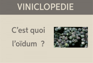 viniclopedie-oidium