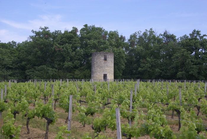 Tour des Graves vignoble