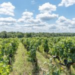 GFV chateau saint grégoire vignoble