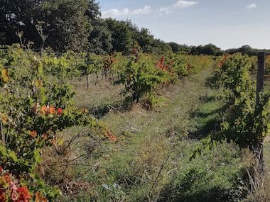 domaine-lacroix-vanel-transmission