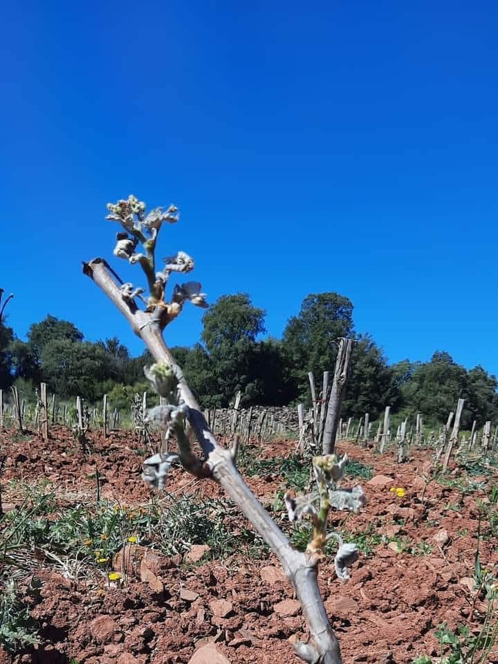 gel-clos-rouge-vignoble-2021