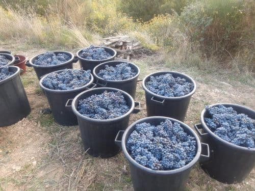 vendanges-sandro