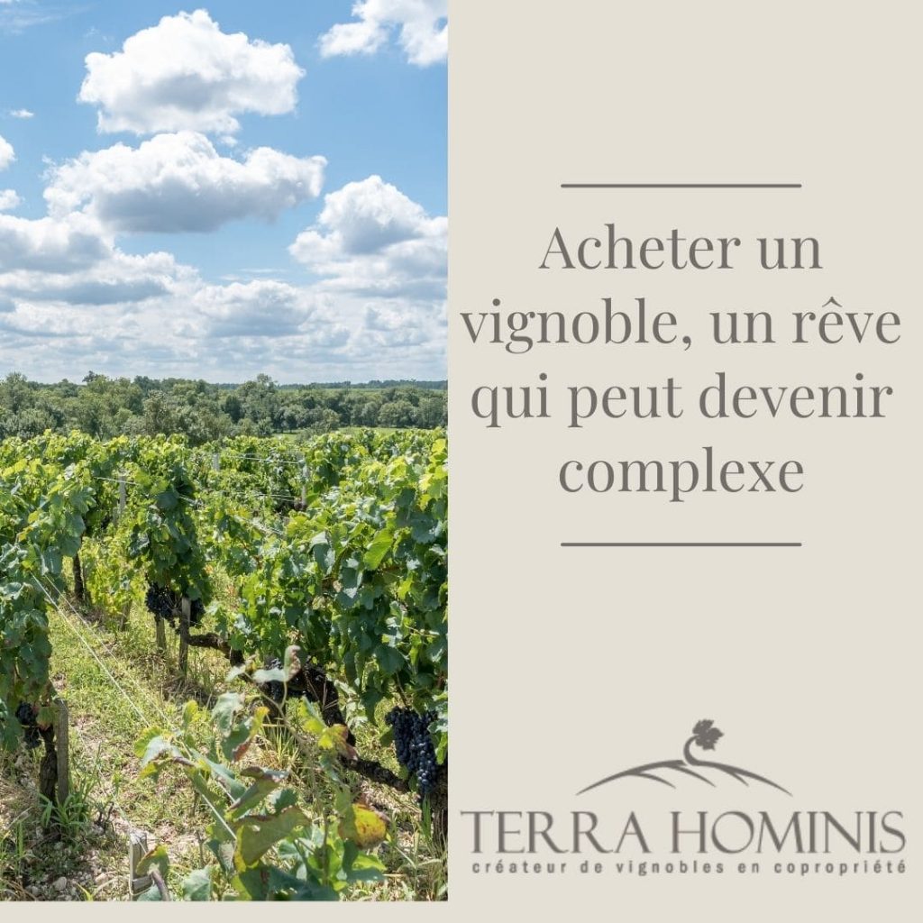 acheter-vignoble-investissement-complique