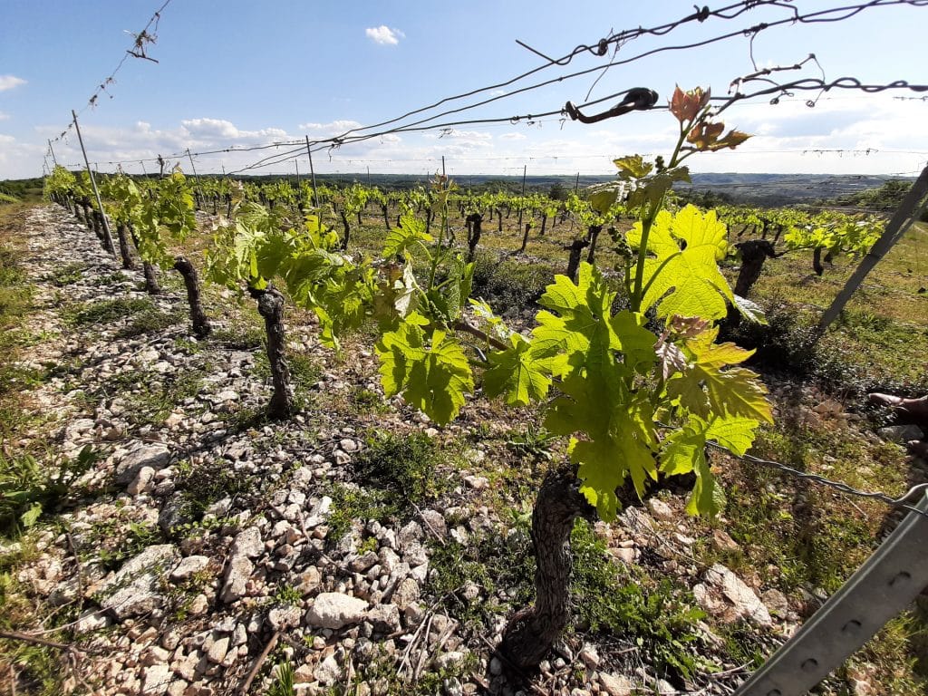 domaine-plantavin-vignoble-cahors