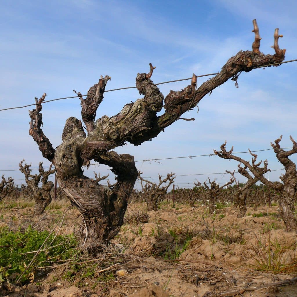 ceps-vignes
