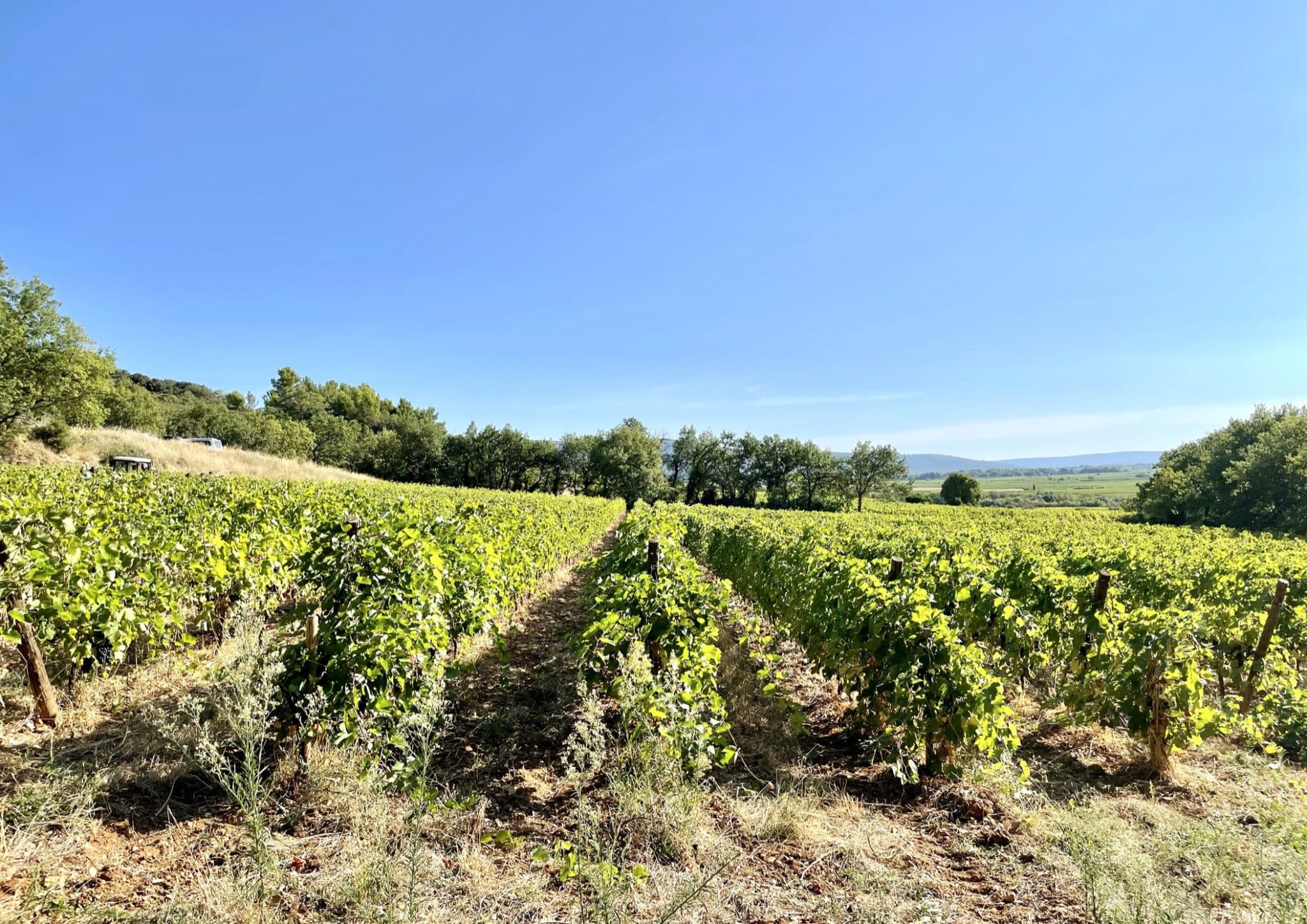 Vignes-Domaine-Joly-vignoble-vin
