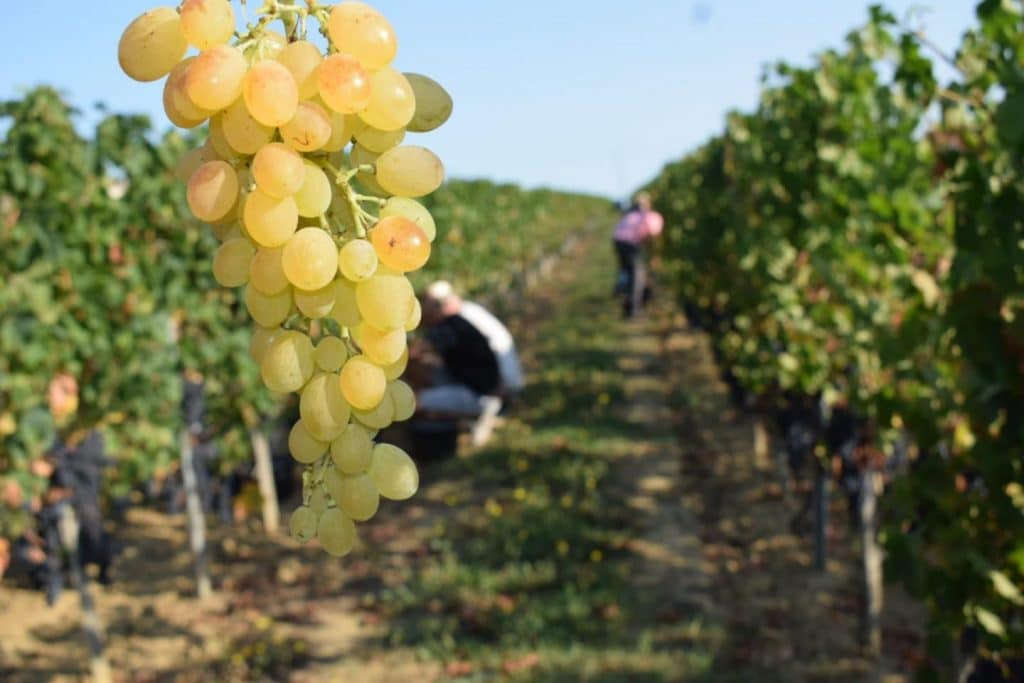 journée-vendanges-camplat-2020