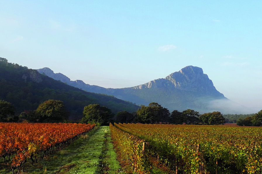 vignes pic saint loup