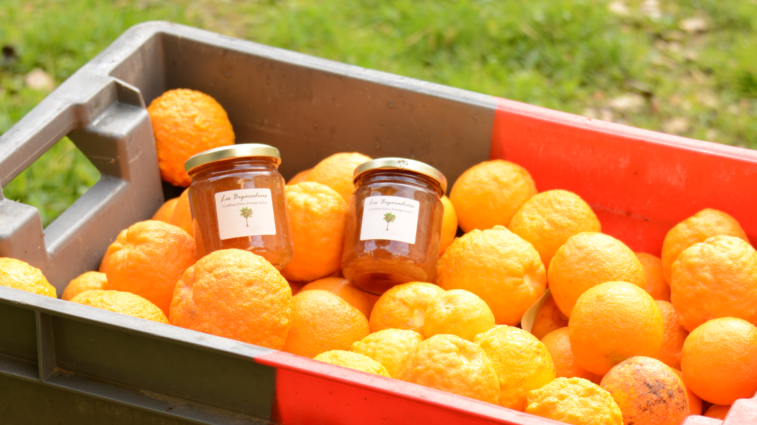 récolte des oranges bigarades au domaine Massamier la Mignarde 2025