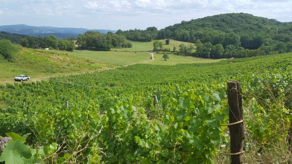 (16/9 ) le vignoble de La Cuverie AOP Bugey