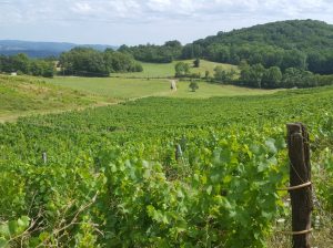 (4/3 )le vignoble de La Cuverie AOP Bugey