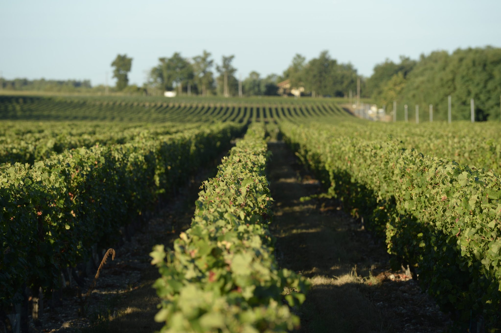 vignobles reynaud