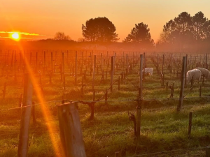 vignes