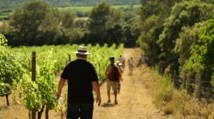 balade vigneronne