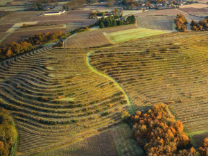 vignoble coteaux du layon (4/3)