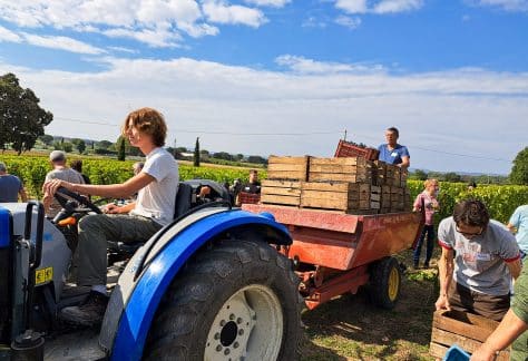 vendanges lumian bonnefoy