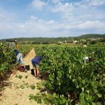 vendanges virgile joly