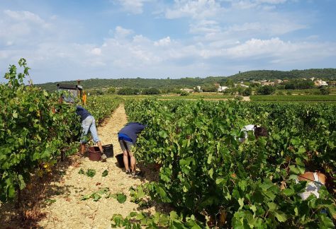 vendanges virgile joly