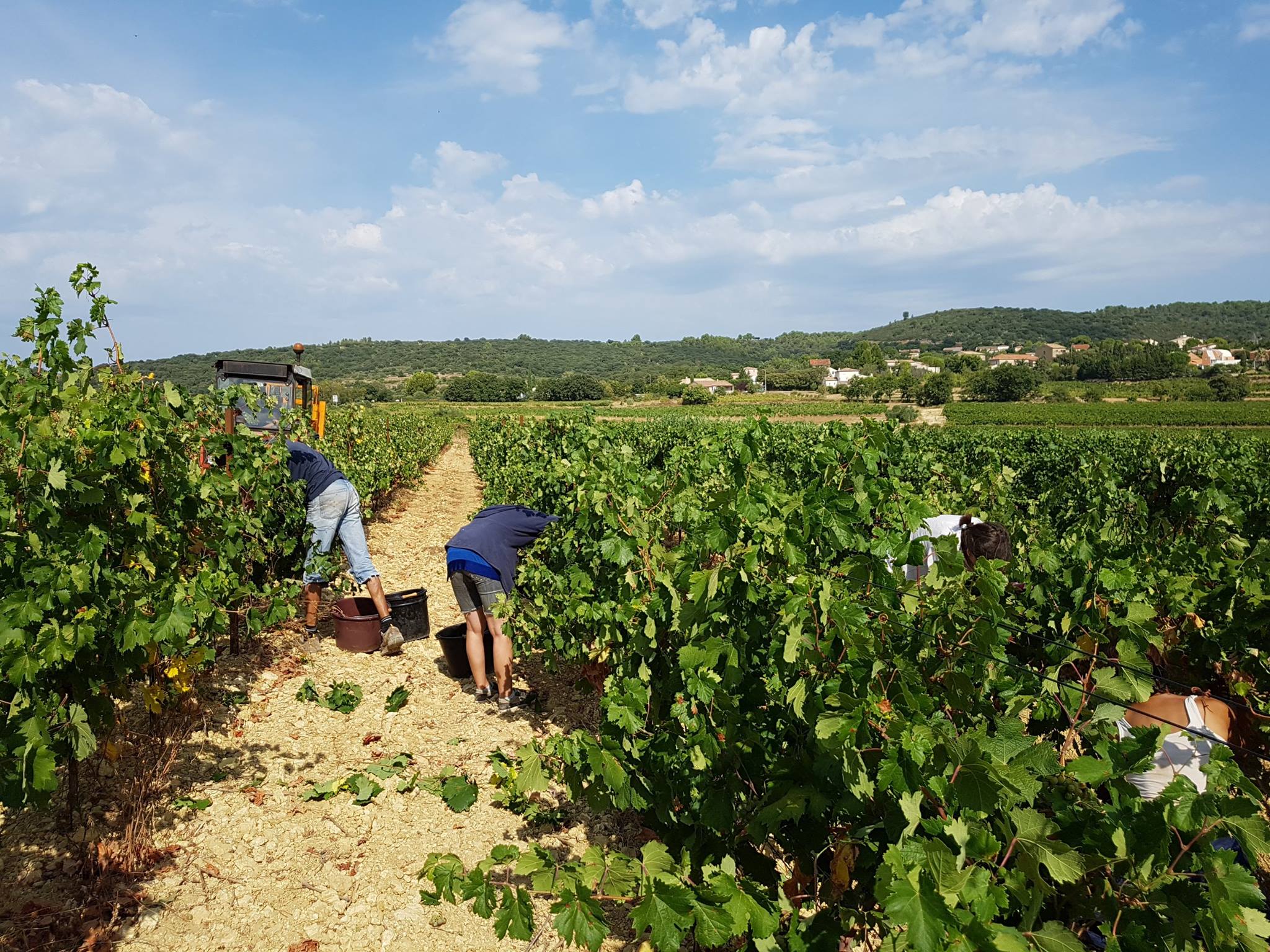 vendanges virgile joly