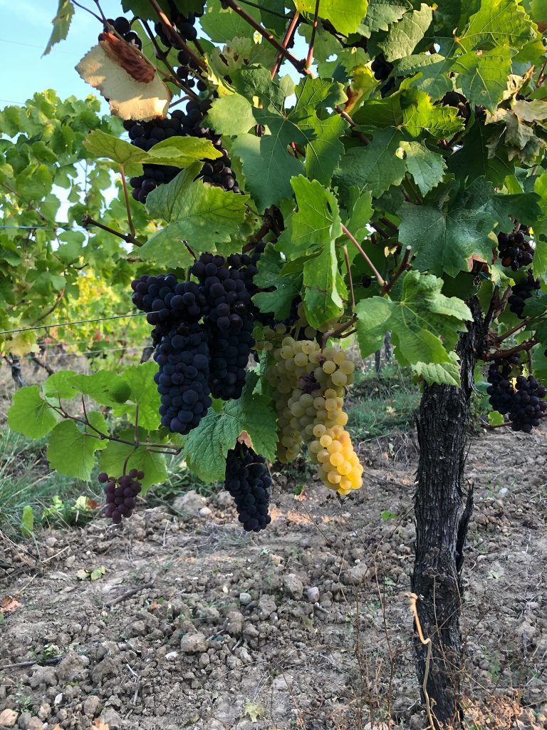 Vendanges 2025 alsace Xavier Guntz (16:9)