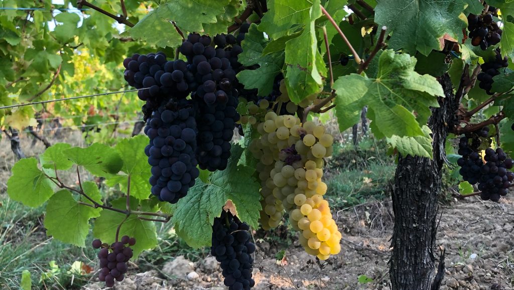 Vendanges 2025 alsace Xavier Guntz (16:9)