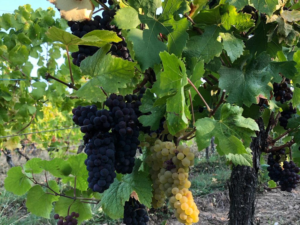 Vendanges 2025 alsace Xavier Guntz (4:3)