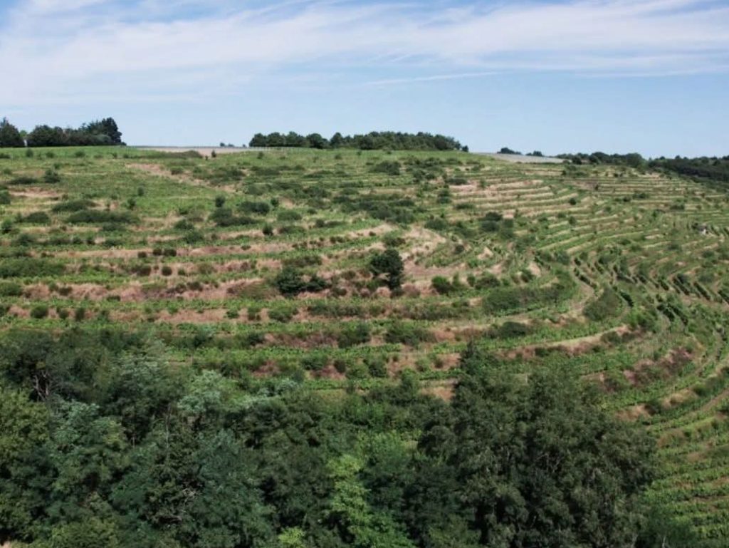 coteaux du layon domaine des quarres