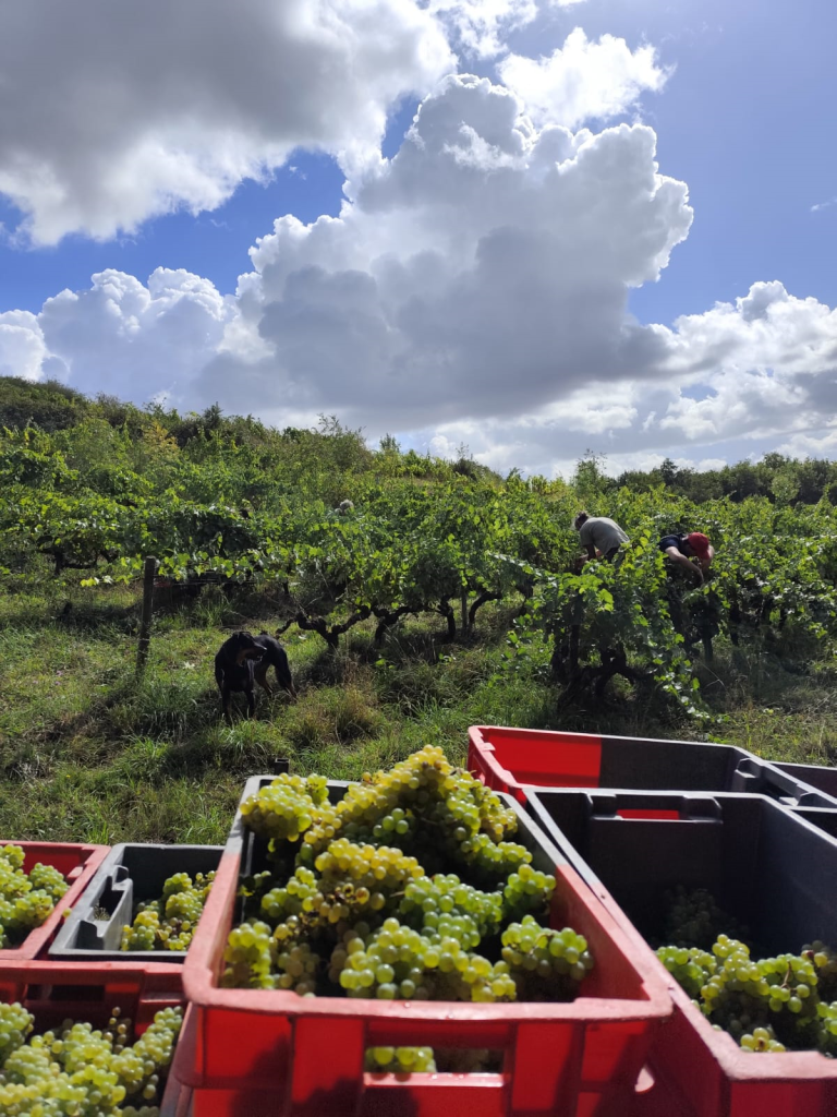 domaine des quarres vendanges