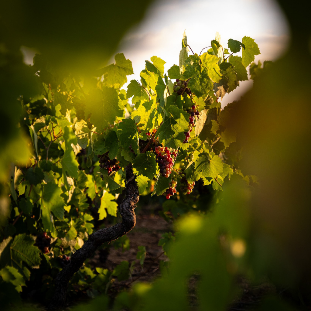 domaine des braves