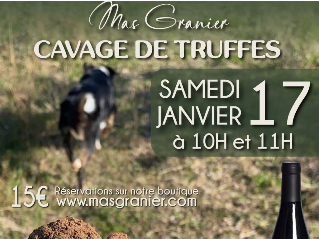 cavage truffes Mas Granier