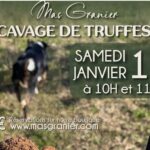 cavage truffes Mas Granier