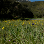 Sortie "botanique et plantes comestibles"