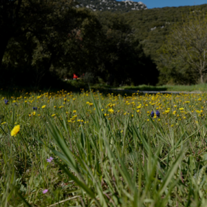 Sortie "botanique et plantes comestibles"