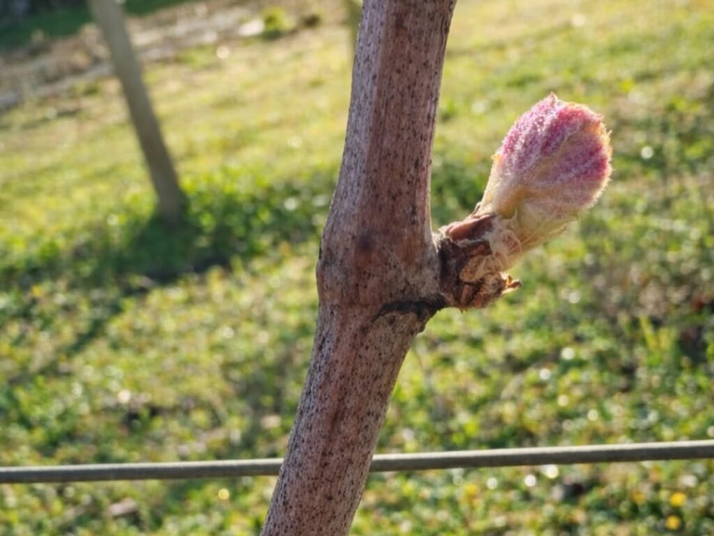 le printemps, les premiers bourgeons