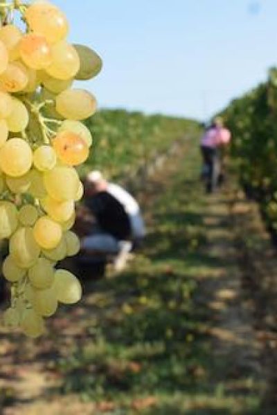 Photo de vendanges au château le camplat, vignoble en financement participatif Terra Hominis - créateur de GFV
